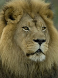 African Lion from the Sedgwick County Zoo, Kansas