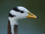 Bar-Headed Goose at the Sunset Zoo, Kansas