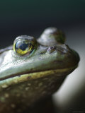 Bullfrog Sits on a Dock