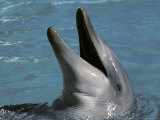 Captive Bottlenose Dolphin Displays It's Teeth Whilst Playing, Australia