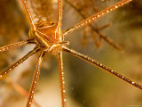 Closeup of an Arrow Crab, Malapascua Island, Philippines