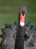 Black Swan at the Sunset Zoo in Manhattan, Kansas