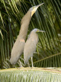 Bare-Throated Tiger Heron Displays to his Mate, Belize