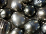Black Pearls Displayed in a Pearl Oyster Shell, Takapoto Atoll, French Polynesia