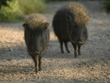 Chacoan Peccary from the Sedgwick County Zoo, Kansas