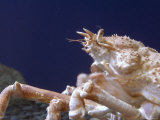 Captive Giant Spider Crab in an Aquarium, California