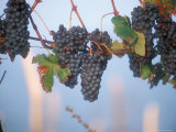 Buy Barbera Grapes Ready for Harvest South of Tortona in Piemonte, Italy at AllPosters.com