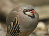 Chukar Partridge at the Sunset Zoo, Kansas