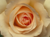 Closeup of a Mothers Love Rose Flower and Petals, Jamieson, Australia