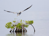 Brown Pelican Flies over a Red Mangrove, Belize