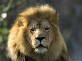 African Lion at the Sedgwick County Zoo, Kansas