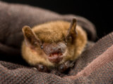Big Brown Bat at the Sunset Zoo, Kansas