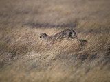 Cheetah Hunting Prey Across a Vast Grass Plain Savannah, Serengetti, Tanzania