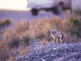 Arctic Fox Kit in its Summer Phase, Alaska