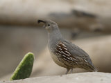 California Quail at the Omaha Zoo, Nebraska