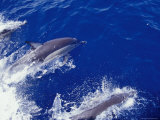 Common Dolphin Porpoises Play in a Boat Bow's Wake, Showing Blow Hole, Australia