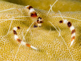 Buy Banded Coral Shrimp, Also Called Banded Boxer Shrimp, Malapascua Island, Philippines at AllPosters.com
