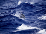 Bottlenose Dolphin Riding Waves, French Polynesia