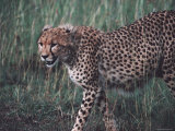 Cheetah Stalking Through Tall Grasses, Kenya