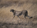 Cheetah Stalks its Prey Preparing to Attack with Great Speed, Serengetti, Tanzania