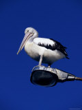 Australian Pelican Perched on Lightpole against a Sky Blue Background
