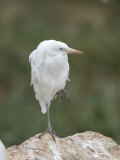 Cattle Egret at the Cheyenne Mountain Zoo, Colorado