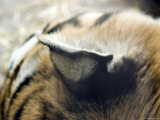 Close View of a Siberian Tiger's Ear