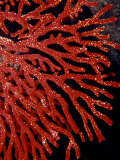 Buy Bright Red Gorgonian Soft Coral Flares from a Sub-Tropical Reef, Australia at AllPosters.com