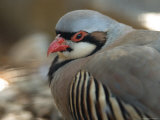 Chukar at the Sunset Zoo in Manhattan, Kansas