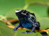 Blue and Yellow Poison Dart Frog, Sunset Zoo, Kansas
