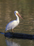 American White Pelican Perched on a Log