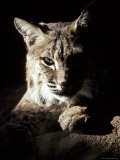 Bobcat Sitting in a Ray of Sun, Relaxed with a Predator's Stare