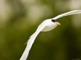 Caspian Tern in Flight