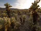 Cholla Garden on the South Side of the Park, Joshua Tree National Park, California