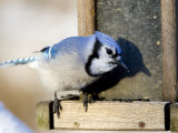 Closeup of a Blue Jay at a Bird Feeder, Lexington, Massachusetts