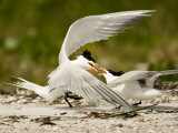 Caspian Terns Fight over a Fish Meant for Courtship