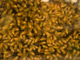 Bees Swarm Around Honeycomb at the Nebraska State Fair