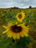 Close View of a Sunflower at the Edge of a Field of Sunflowers, Tuscany, Italy