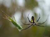 Black-And-Yellow Argiope at Spring Creek Prairie Captured a Katydid
