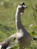 Chinese Goose at Zoo Montana
