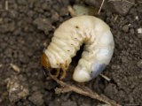 Buy Close-Up of a Grub Worm at AllPosters.com
