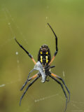 Black-And-Yellow Argiope Wraps Up a Damselfly in its Web