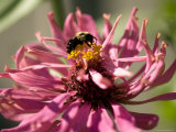 Close Up of Zinnias with a Bee on It, Elkhorn, Nebraska