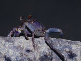 Bright Purple Mangroves Crab Climbing a Mangrove Tree to Sunbask