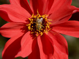 Closeup of a Honey Bee Visiting a Red Flower