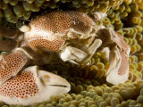 Anemone or Porcelain Crab in its Host Anemone, Malapascua Island, Philippines