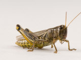 Adult Differential Grasshopper Found Spring Creek Prairie