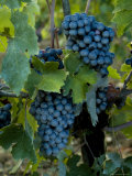Buy Close View of Chianti Grapes Growing on a Vine in Tuscany, Italy at AllPosters.com