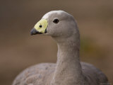 Cereopsis Goose at the Zoo
