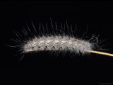 Caterpillar Covered in Protective Defensive Hairs on a Grass Stem, Australia